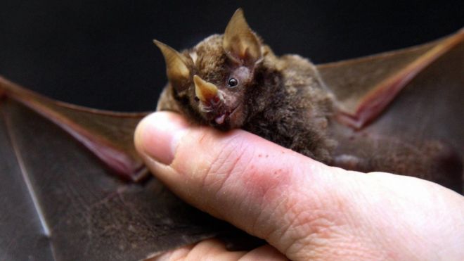 'நிப்பா வைரஸ்'