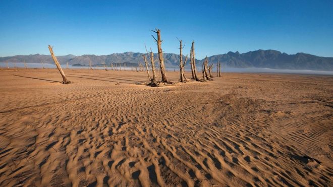 dried out tree trunks on sand