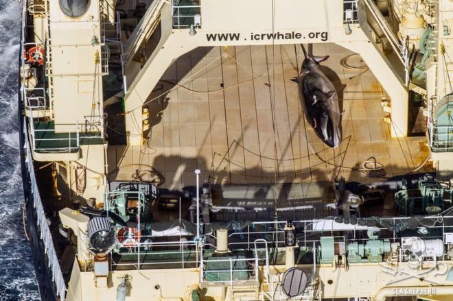 Activists claim the Japanese vessel was in Australia's Antarctic waters