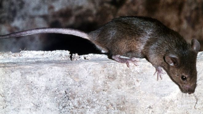 Brown rat - file pic