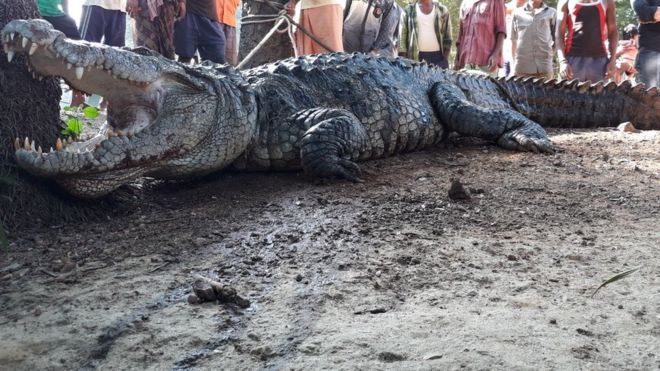 The 3m (12ft) long crocodile