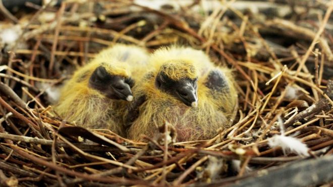 வள்ளி சௌத்திரி.ஆ, கோவில்பட்டி