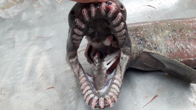 La dentadura del tiburón anguila es su característica más destacada. (Foto: cortesía Marian Torres).
