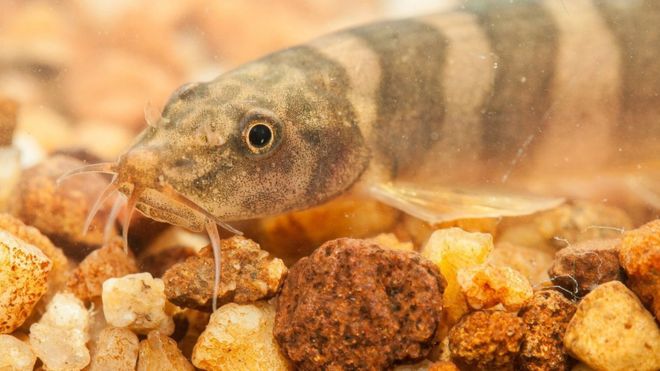 Undated handout photo issued by WWF, of a Schistura kampucheensis, a loach fish, which is one of the 115 new species that were discovered in the Greater Mekong region in 2016.