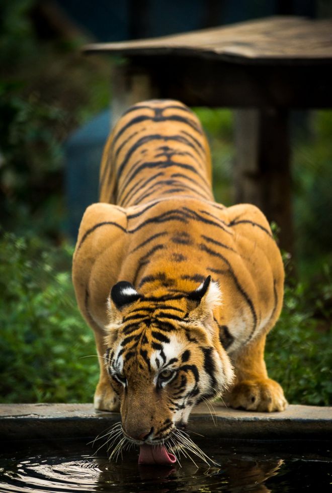 பிபிசி தமிழ் நேயர்களின் மெய்சிலிர்க்க வைக்கும் வன உயிரின படங்கள்