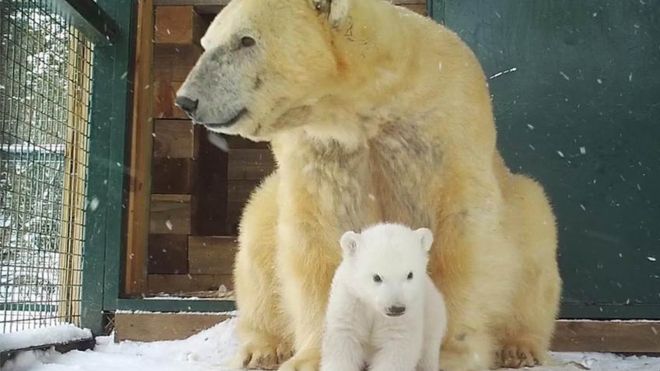 Cub and mother
