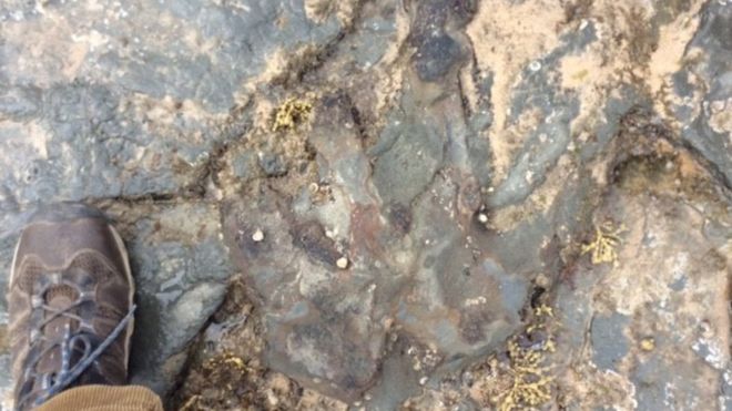 A dinosaur footprint in Victoria