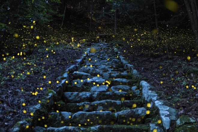 The evening hours of a humid early summer day in the forest of a small remote village in the Tamba area of Japan