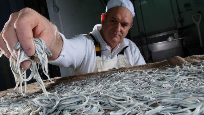 Angulas, el alimento de lujo por el que se pagan más de US$1.300 el kilo en España