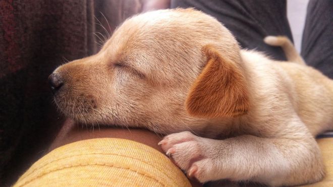 பிரபுதேவன், trichy