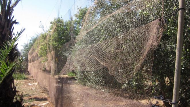 Kıbrıs'taki kuşlar bu ağlarla avlandı