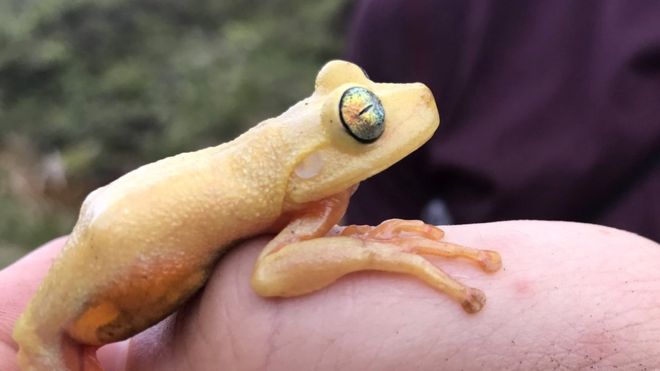 Ivan Prates com perereca encontrada no Pico da Neblina