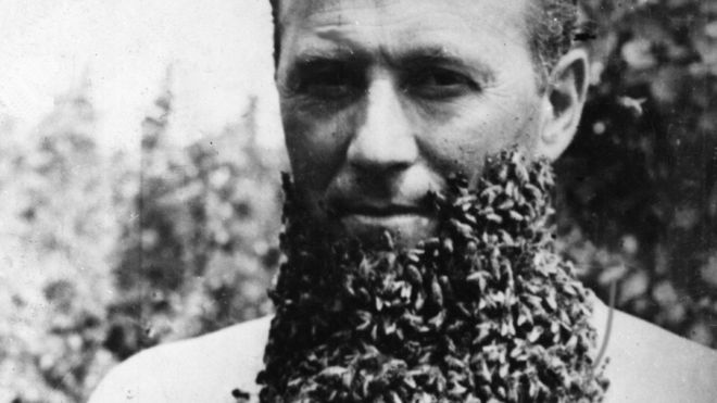 தேனீ தாடி