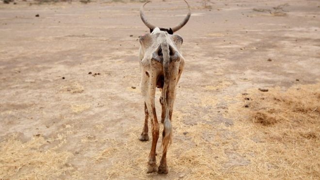 An emaciated cow walks in an open field in Gelcha village, one of the drought stricken areas of Oromia region, in Ethiopia, in 2016