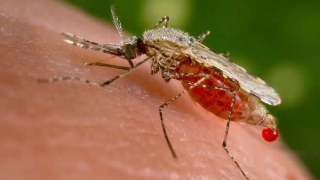 Malaria day