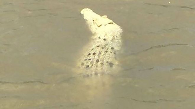 The crocodile swimming in the Adelaide River
