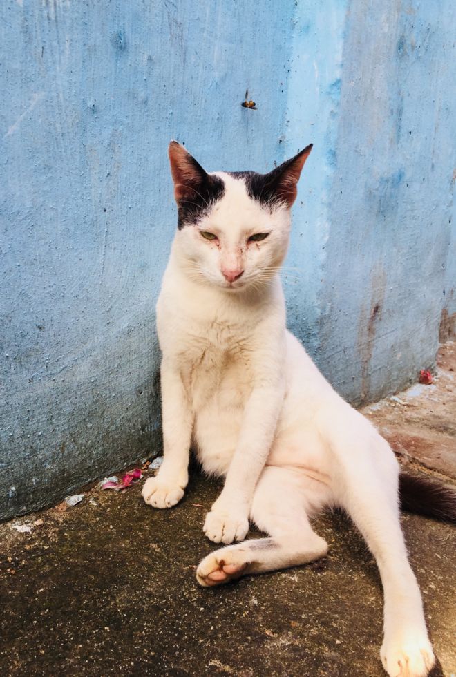 அஸா அஸார்