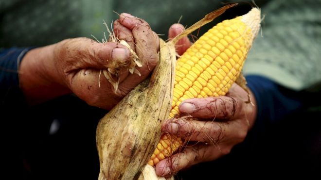 Corn cob in someone's hands