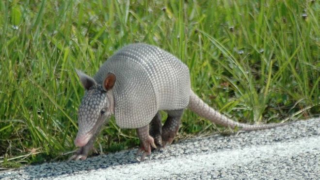 Armadillos blamed for rise in leprosy cases in Florida | Sports, Hip ...