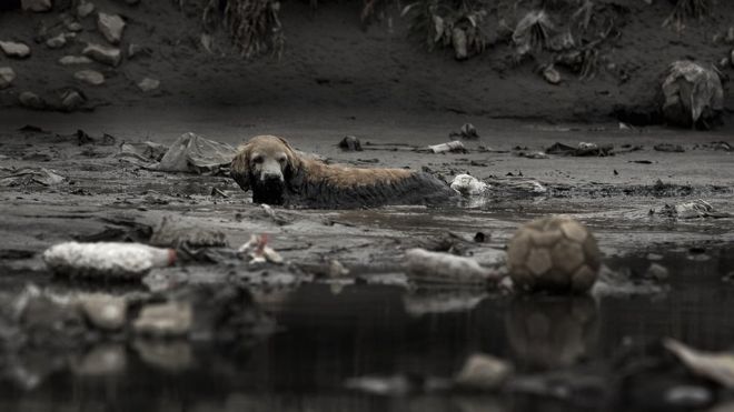 Cachorro em rio poluído brasileiro