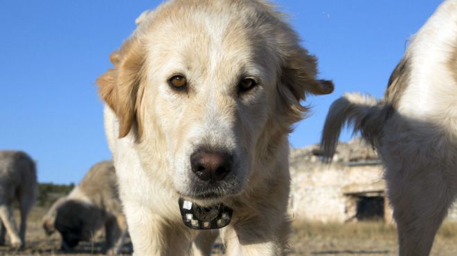 Del documental "Animales con cámaras"