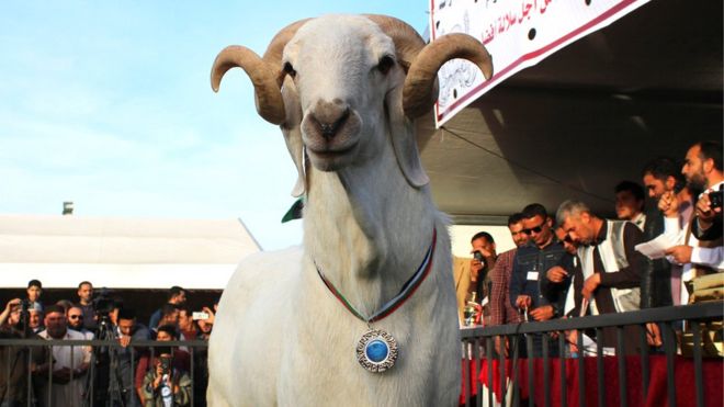 A sheep wearing a medal after winning a prize in a contest in Misrata, Libya.
