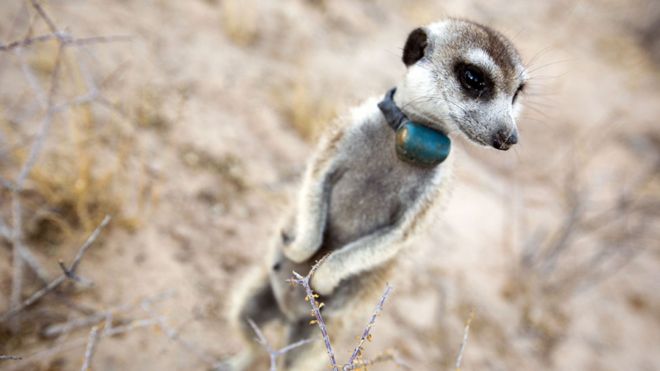 Del documental "Animales con cámaras"