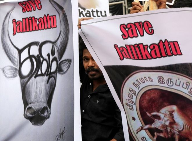 Members of various Tamil organizations, students, and supporters hold placards, during a protest held to demand the lift of the ban on the bull-taming sport Jallikattu, and impose a ban on the animal rights group People for the Ethical Treatment of Animals (PETA), Chennai, Tamil Nadu, India, 21 January 2017.