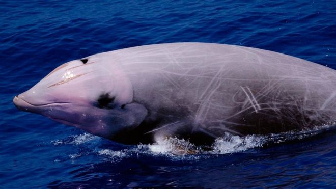 Cuvier balinası