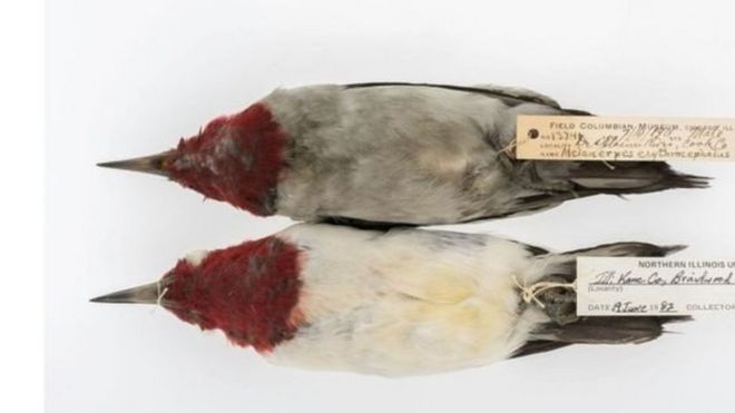 வானம்பாடி, மரங்கொத்தி மற்றும் சிட்டுக்குருவி உள்ளிட்ட 1300 பறவைகளில் கடந்த நூறு ஆண்டுகளாக படிந்துள்ள கார்பனை அமெரிக்கா ஆய்வாளர்கள் கணக்கிட்டு, ஓர் ஆய்வேட்டை வெளியிட்டு இருக்கிறார்கள்.