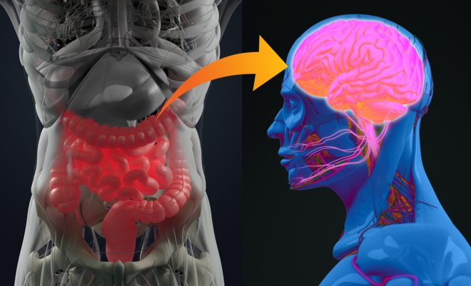 IlustraÃ§Ã£o mostra conexÃ£o entre o intestino e o cÃ©rebro
