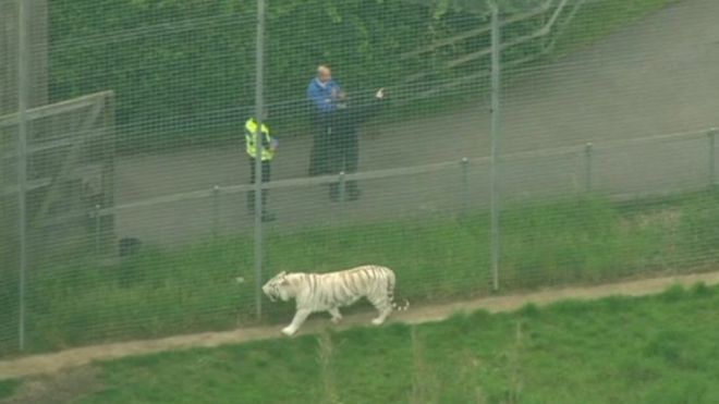 One of the pictures of a tiger in its enclosure at Hamerton Zoo Park