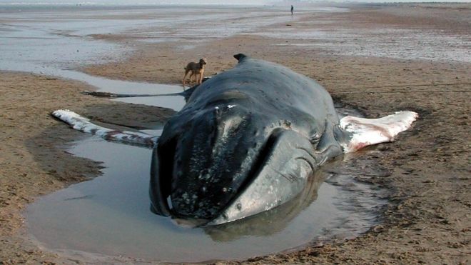 Горбатый кит, выброшенный на берег в Кенте