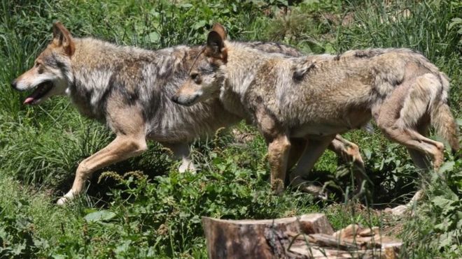 Wolves in Les Angles, south-western France. File photo