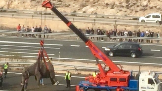 a crane lifts injured elephants from the motorway in Pozo Cañada near Albacete in the Murcia region in the south-east of Spain on 2 April 2018