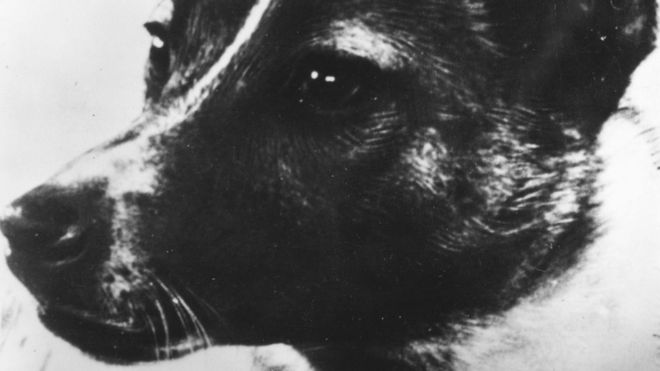 Laika, the dog used to relay biomedical information in the Soviet 'Sputnik II' outer-space investigation programme