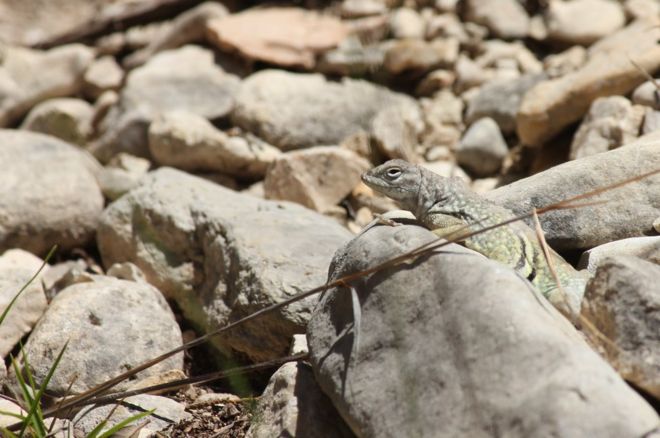 டோரிஸ் எண்டர்ஸ்: "அமெரிக்காவில் டெக்சாஸில், கற்களுக்கு கற்களுக்கு இடையே செதுக்கப்பட்டதுபோல் காணப்படும் அசல் பல்லி."