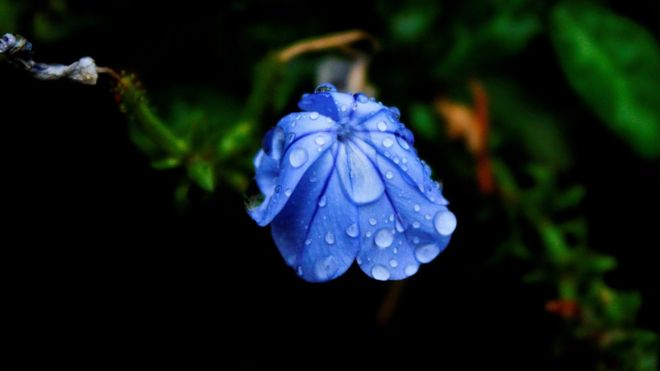 A flower wilting in the rain