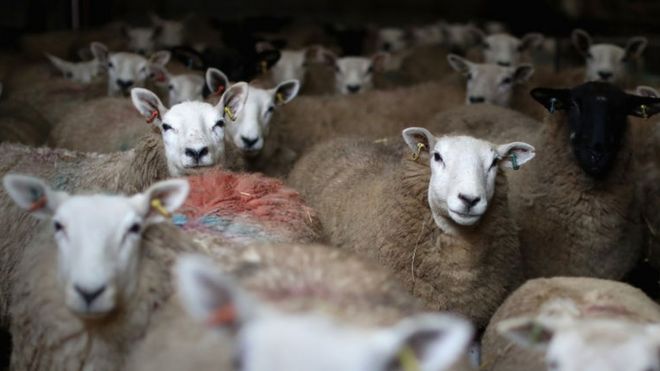 الخراف ليست "غبية" كما يعتقد البعض