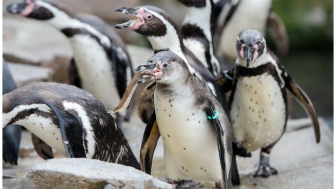 Humboldt penguins stand in their enclosure of the Hagenbeck Tierpark zoo in Hamburg, northern Germany, on May 3, 2016.