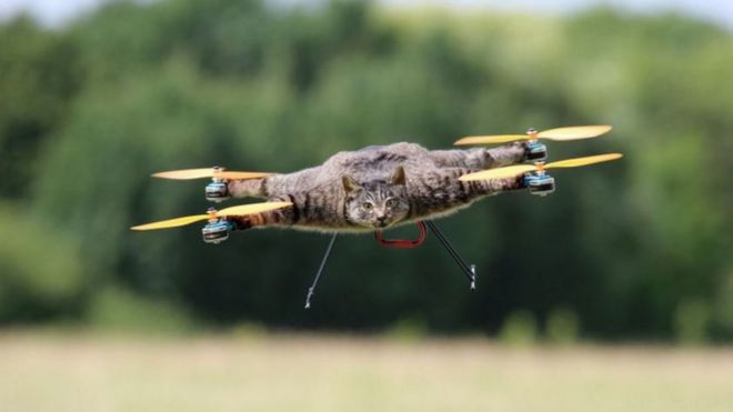 Orville the cat drone flies in the sky