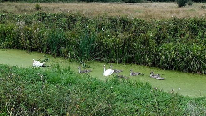 Swans and large cygnets on a reen near Llandevenny on the Gwent Levels