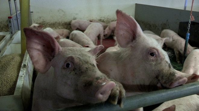 Trung Quốc tiêu thụ một lượng lớn thịt heo và các sản phẩm thịt heo từ Hoa Kỳ