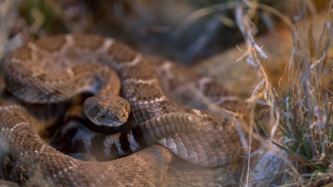 أفعى تلدغ رجلا حاول تقبيلها