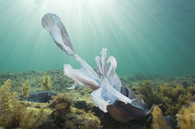 கூடலில் கணவாய் மீன்கள்