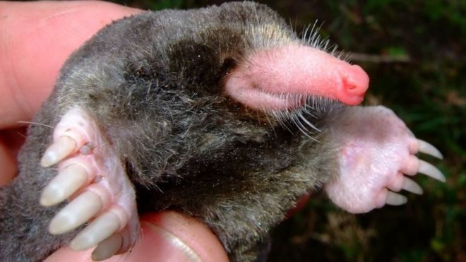Undated handout photo issued by WWF, of a Euroscaptor orlovi, a mole, which is one of the 115 new species that were discovered in the Greater Mekong region in 2016
