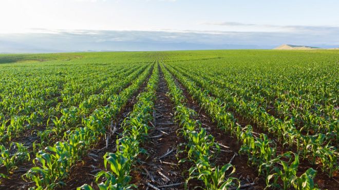 Maize field