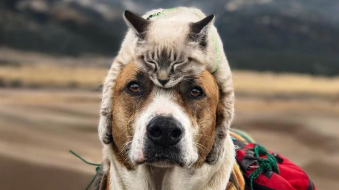 Cat asleep on top of dog's head, with dog looking into camera