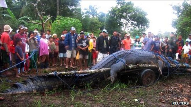 It's the 4th Death Anniversary of Lolong, the once was the largest Indo ...