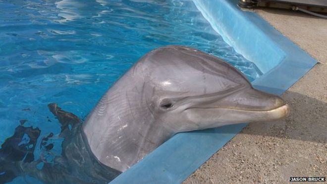 Baffling behaviour of bottlenose dolphins recorded for the first